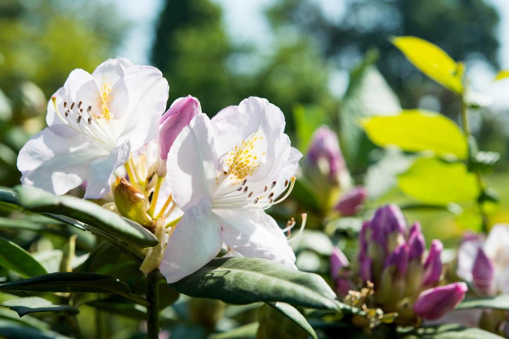 Fleurs-blanches