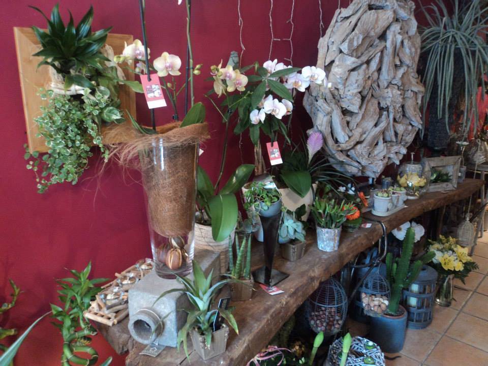 interieur-boutique-fleuriste-plantes